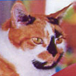 kattenplaatjevierkant2