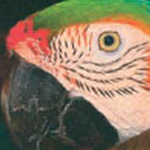 papagaaivierkanthover